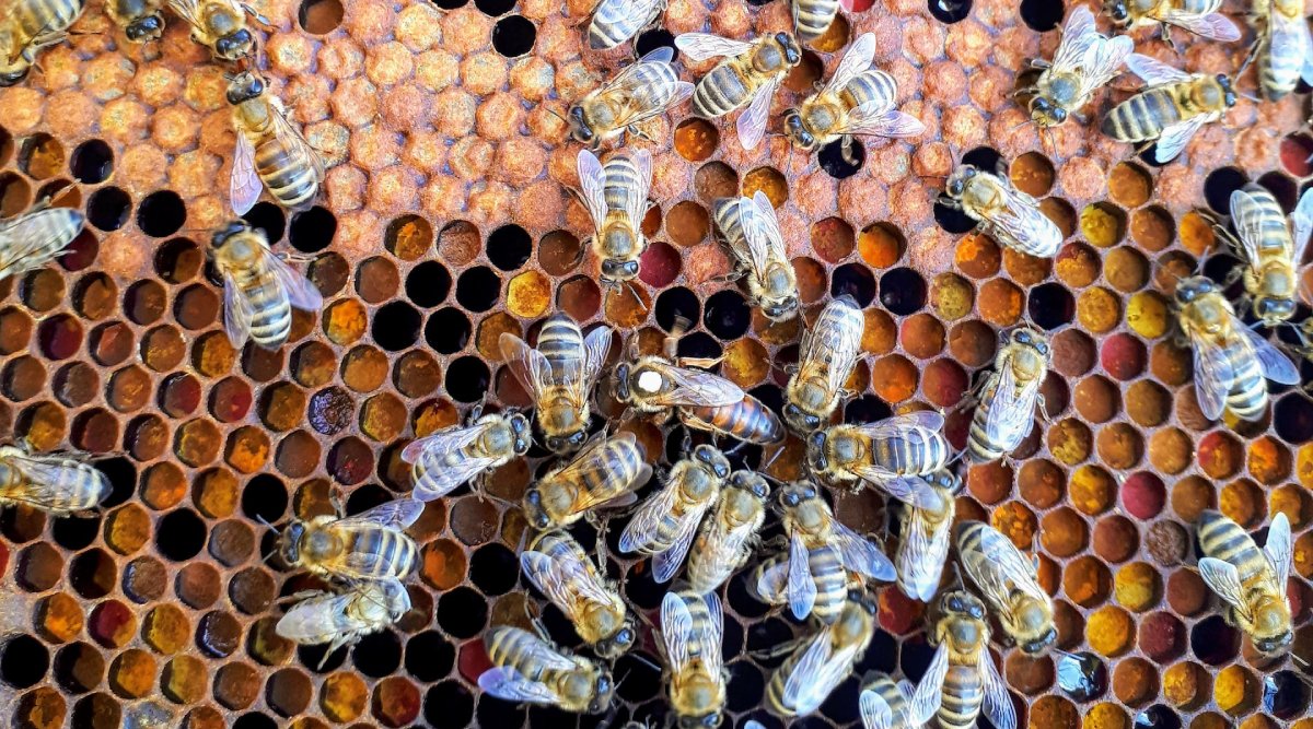 COP15: backing biodiversity