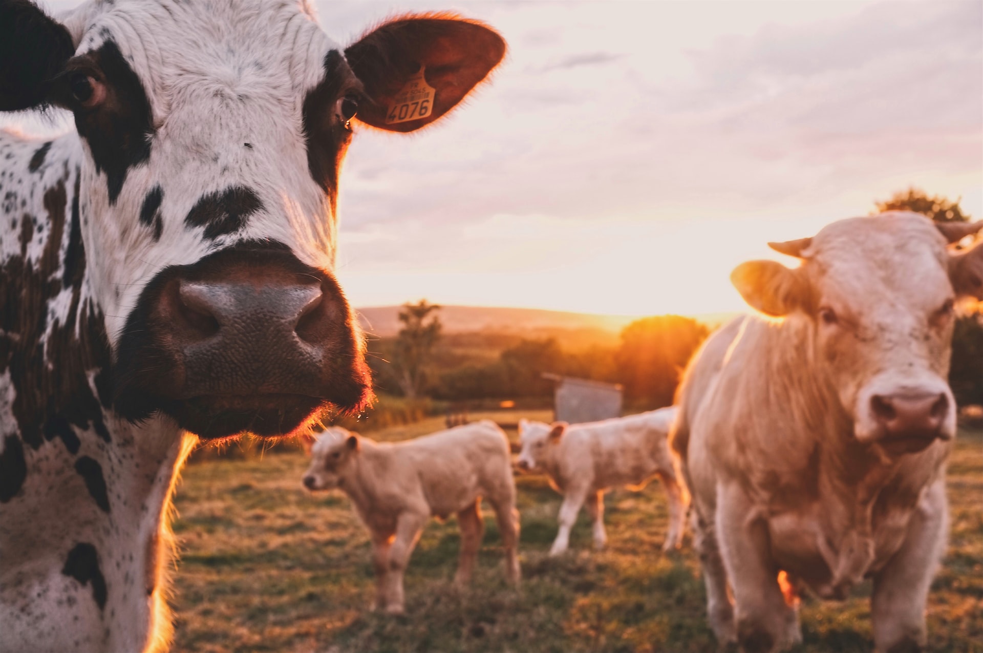 Methane mitigation startups