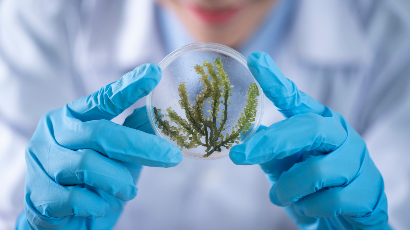 Extracting investments for seaweed startups